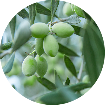 Kakadu Plum Seed Oil